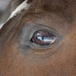 Abeautifulhorse