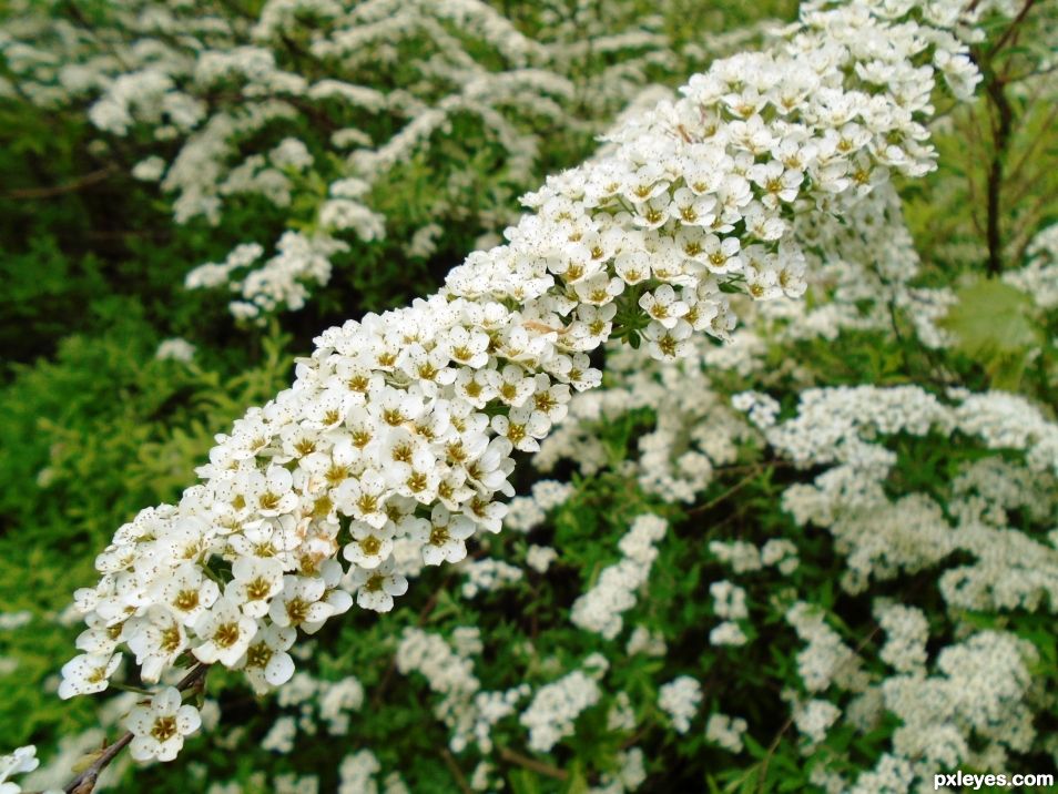 Flower Foliage