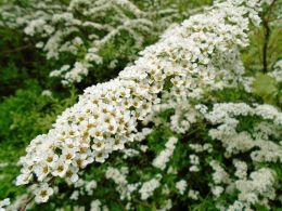 Flower Foliage