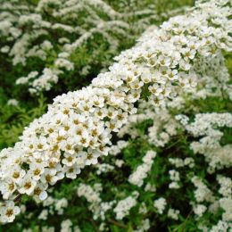 FlowerFoliage