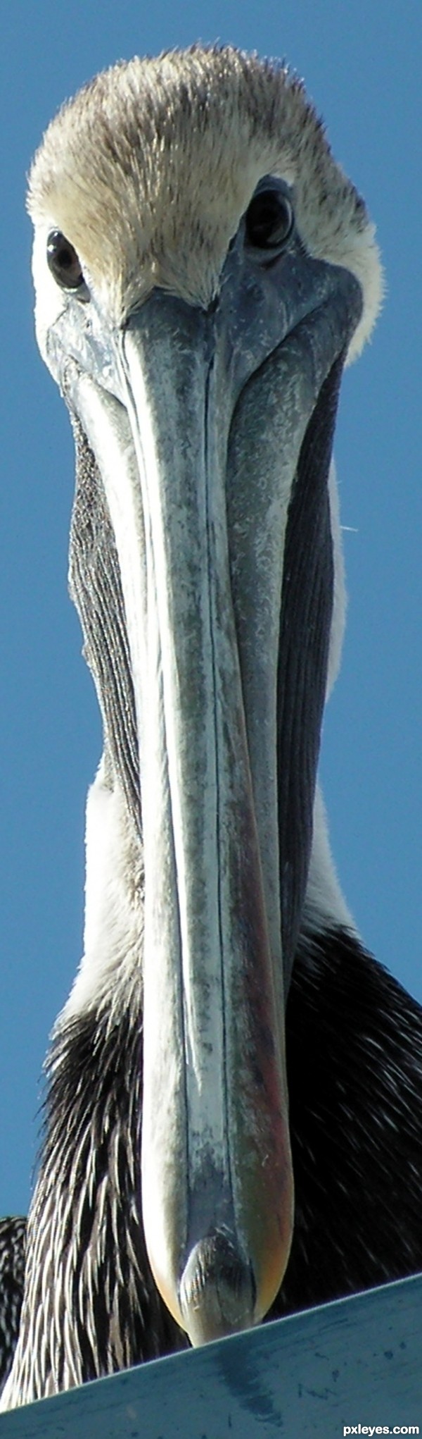 Peek-a-Boo Pelican