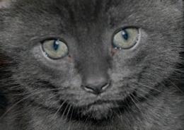 GrayKitten