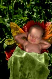 Napping Fairy 