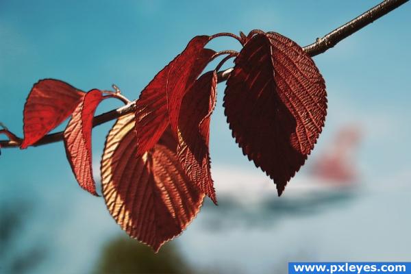 Textured Leaves