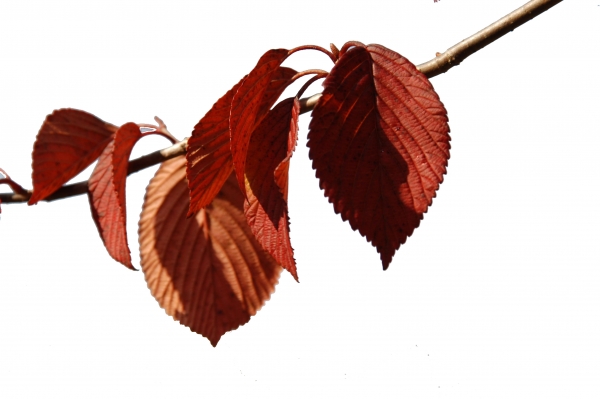 Creation of Seeing through the fall.: Step 2