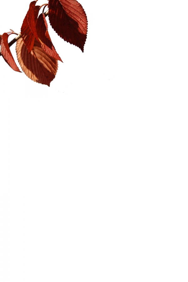 Creation of Seeing through the fall.: Step 3