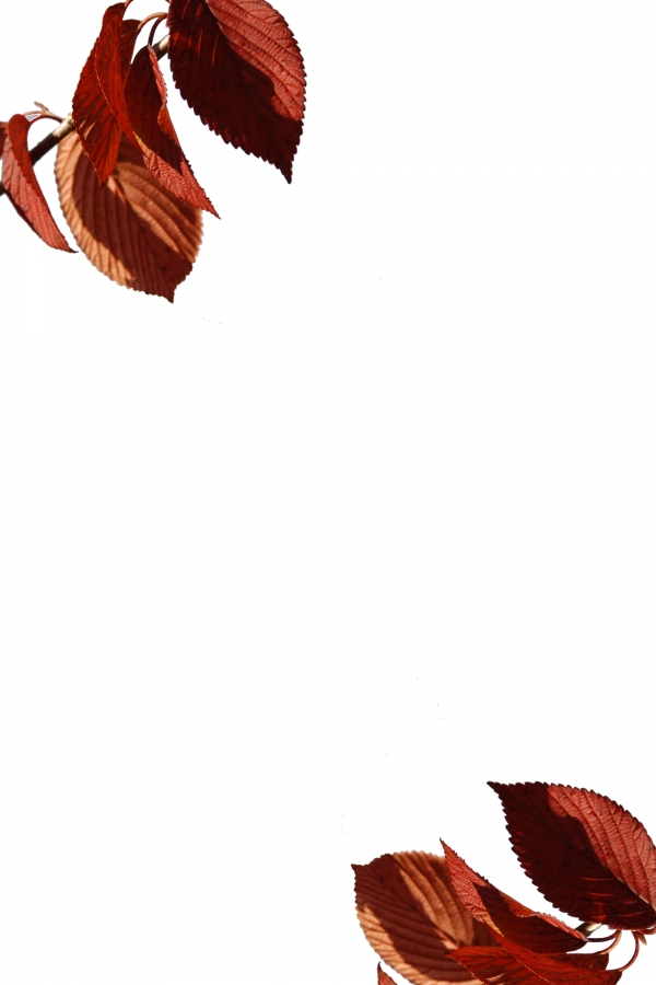 Creation of Seeing through the fall.: Step 4