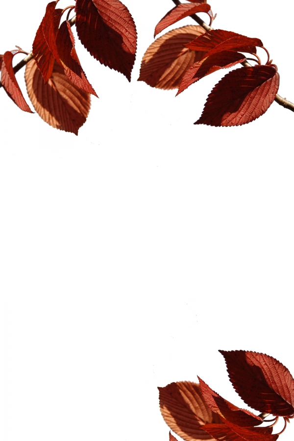 Creation of Seeing through the fall.: Step 5