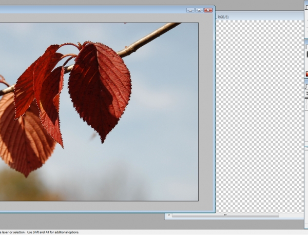 Creation of Tree Twig Dancers: Step 1