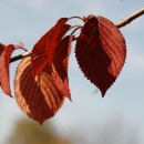 fall source image