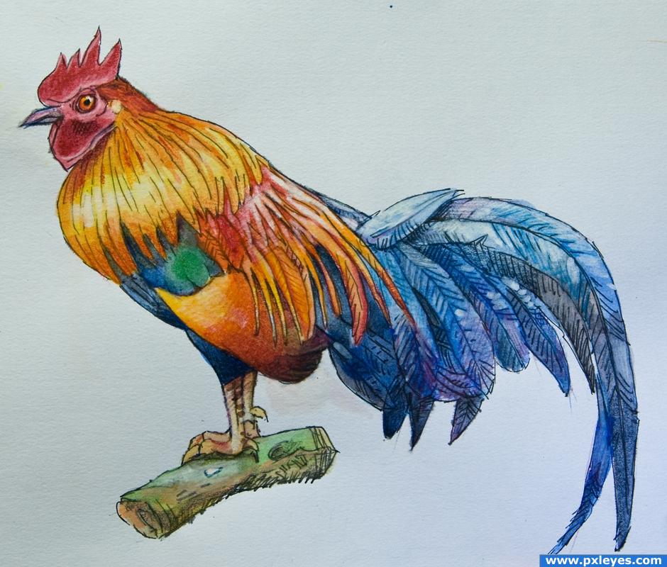 cock picture, by roon for: farm animals drawing contest cock picture, by roon for: farm animals drawing contest