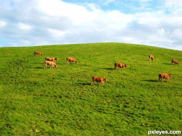 Brown on Green