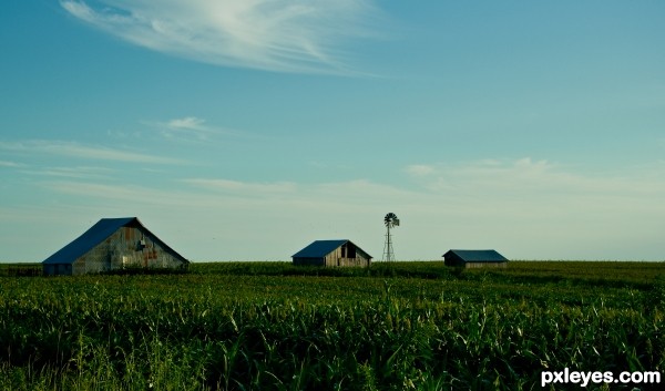 Field of Milo