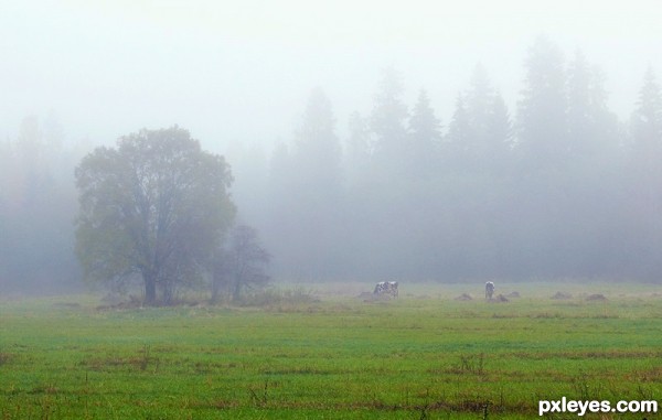 Foggy morning