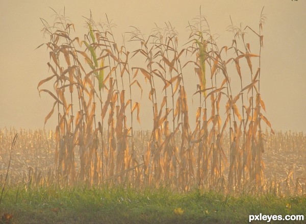 Misty Cornfield