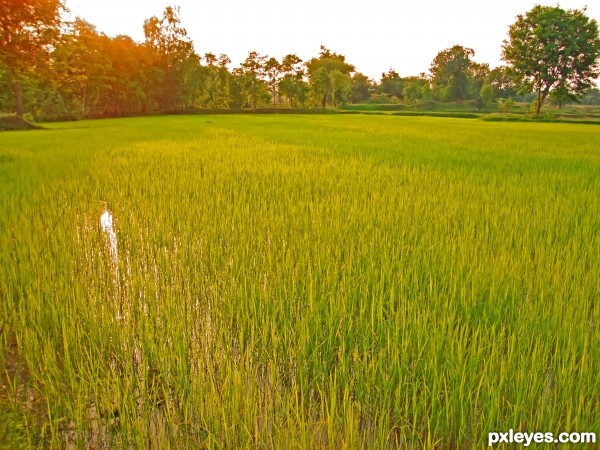 Paddy farm