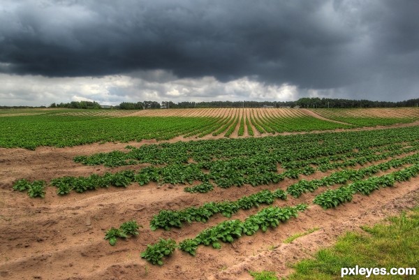 Potato Field