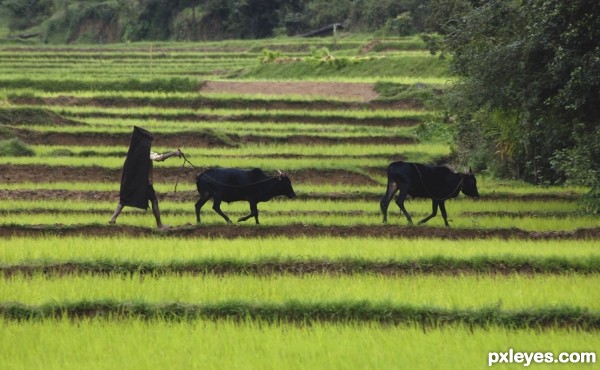 Rice Farm