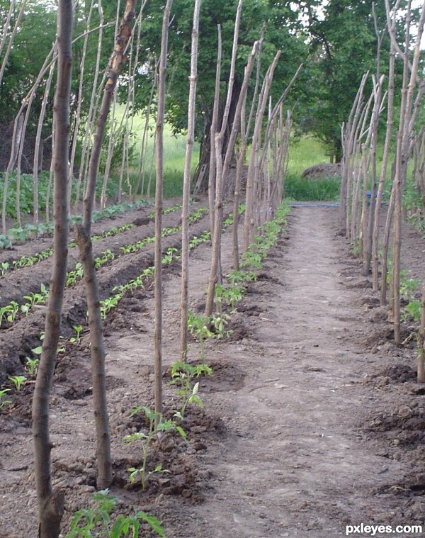 Tomato plants