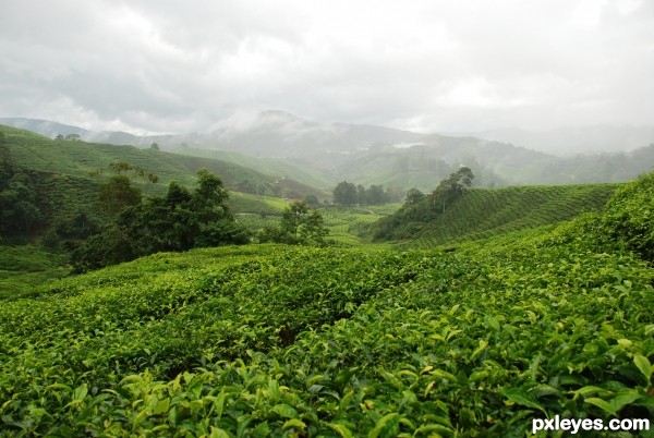 tea farm