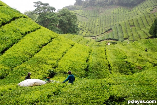 tea farm on cold weather