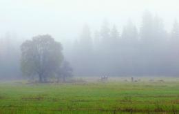 Foggy morning