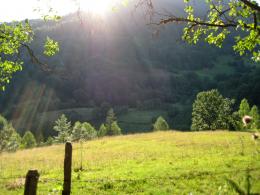 Meadow bathed in sunlight