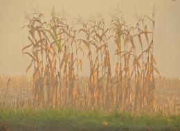 Misty Cornfield