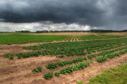 Potato Field