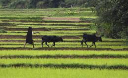 Rice Farm