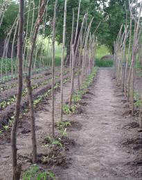 Tomato plants