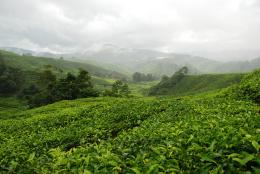 tea farm