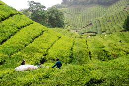 tea farm on cold weather