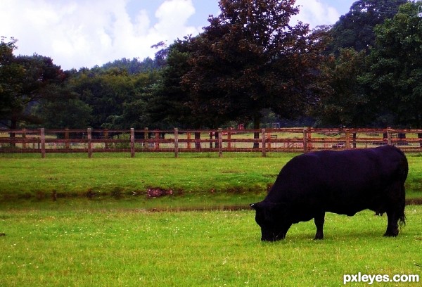 Grazing Bull