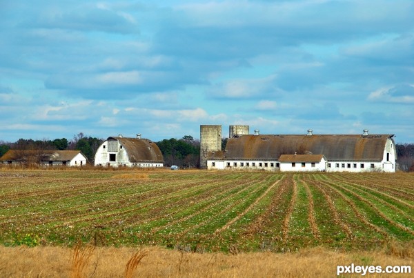 Land of Cotton