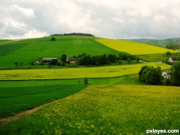 Mustard Field