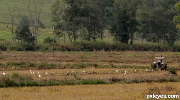 Planting egrets