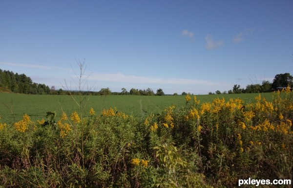 Tracks in the Field