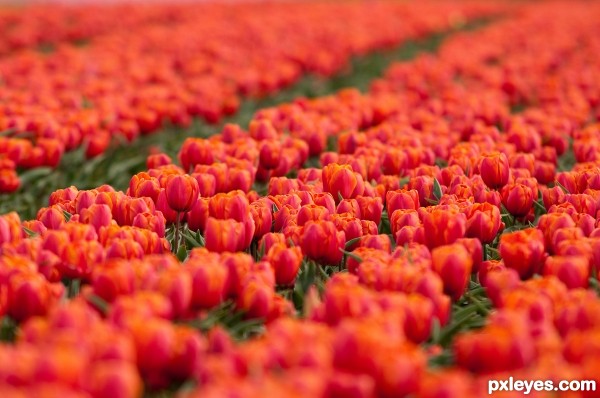 Tulip cultivation