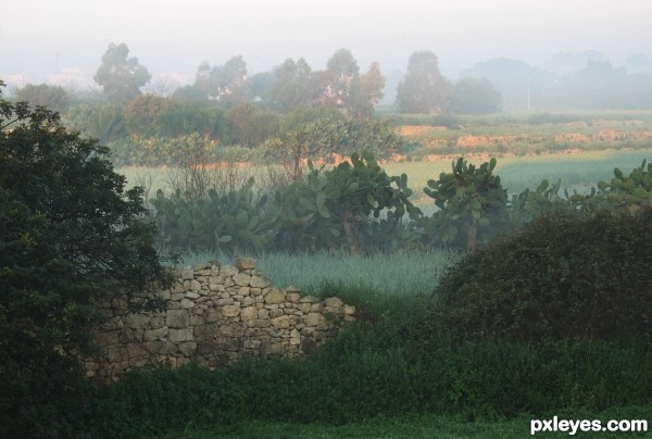 misty morning