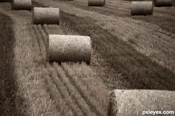 silence of hay