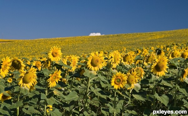 sunfower fields