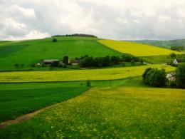 Mustard Field