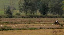 Planting egrets