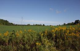 Tracks in the Field