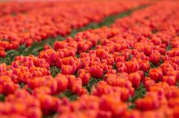 Tulip cultivation