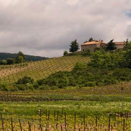 YoungVineyard
