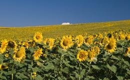 sunfower fields