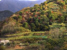 terraces