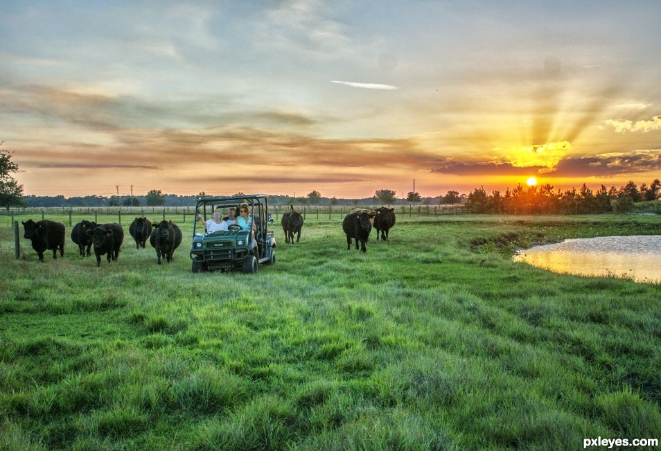 Bringing in the cows at sunset